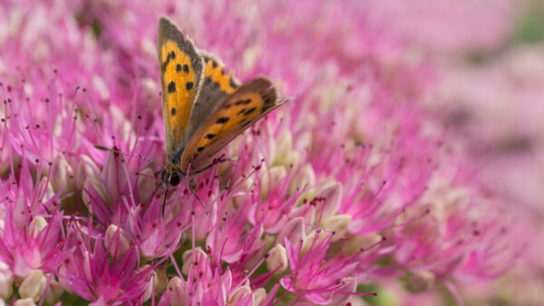 Wallpaper Flowers, Yellow, Mobile, Black, Pink, Desktop, Dots, Butterfly