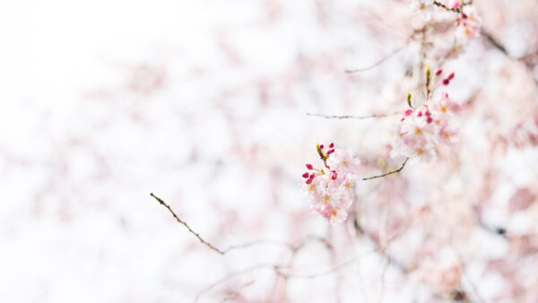 Wallpaper White, Wallpaper, Desktop