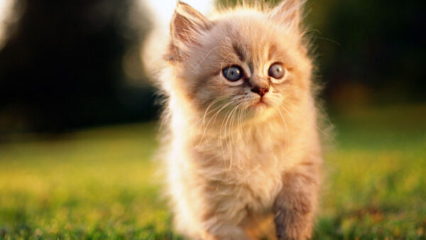 Wallpaper Background, Fur, Kitten, Green, White, Grass, Cute, Cat, Blur