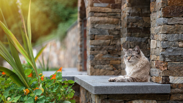 Wallpaper Sitting, Mobile, Cat, Light, Desktop, White, Brick, Near, Stone, WALL, Brown