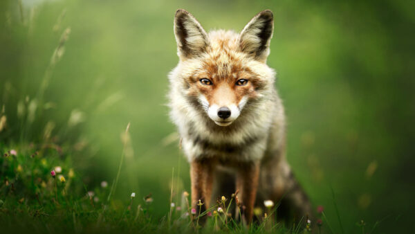Wallpaper Desktop, With, Shallow, Wolf, Animals, Color, Green, Brown, Background, Trees