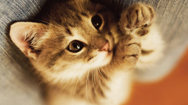 Wallpaper Desktop, Kitten, Closeup, View, Cat