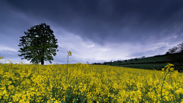 Wallpaper White, Field, Desktop, Black, Green, Mobile, Yellow, Nature, Clouds, Flowers, Tree, Sky, Under, Blue