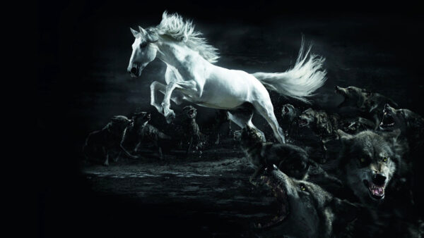 Wallpaper Wolfs, Desktop, White, Around, Horse