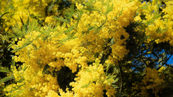 Wallpaper Mimosa, Yellow, Branches, Tree, Wattle, Flowers