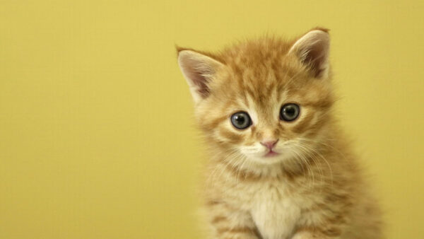 Wallpaper Kitten, Sitting, Desktop, Eyes, Background, Black, Yellow, Brown, Light, Cat