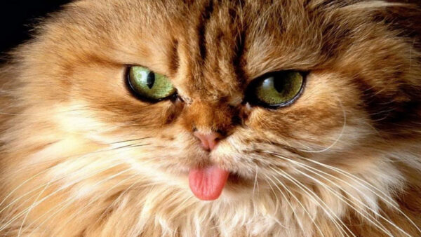 Wallpaper Eyes, Tongue, Desktop, Showing, With, Green, Cat