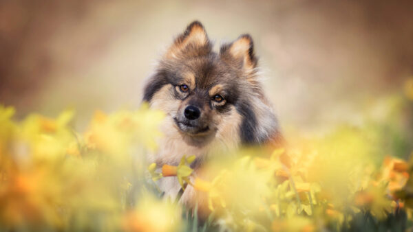 Wallpaper Standing, Spitz, Desktop, Daffodil, Field, Flower, Dog