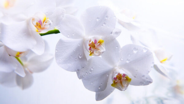 Wallpaper Spring, White, Water, Background, Desktop, Flowers, Drops, With