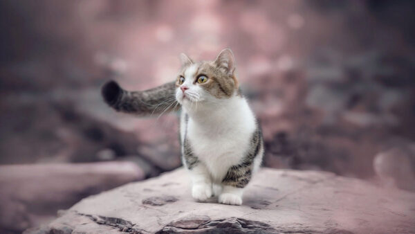 Wallpaper White, Kitten, Black, Background, Blur, Brown, Rock, Cat