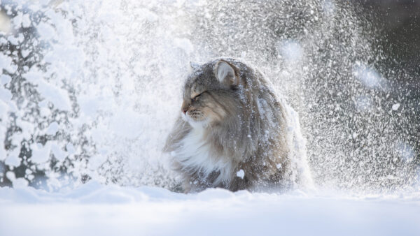 Wallpaper Desktop, Playing, Ash, White, With, Snow, Field, Cat