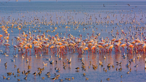 Wallpaper Flock, Birds, Water, Flamingo