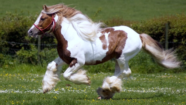 Wallpaper With, Desktop, Field, Background, White, Grass, Brown, And, Horse