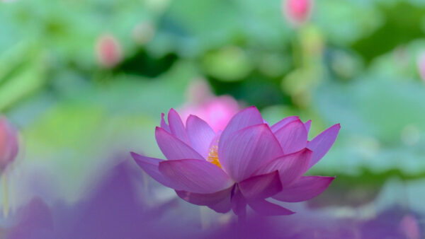 Wallpaper Closeup, Lily, Blur, Flower, Lotus, Green, Flowers, Background, View, Pink