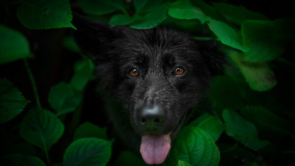 Wallpaper Black, Green, The, Out, Middle, Dog, Tongue, Leaves, With