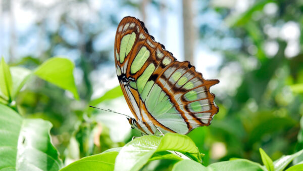 Wallpaper Desktop, Light, Black, Green, Leaves, Butterfly, Background, Mobile, Bokeh, Design, Blur, Lines