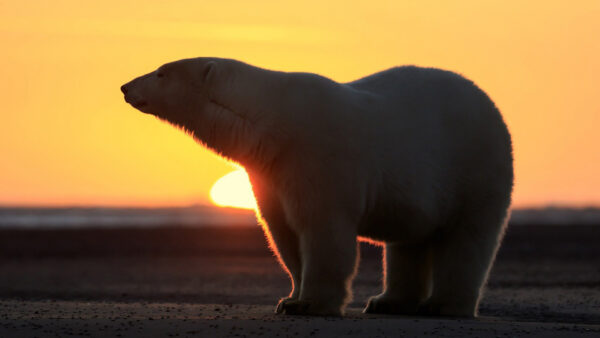 Wallpaper Background, Polar, Bear, Sunset, Standing