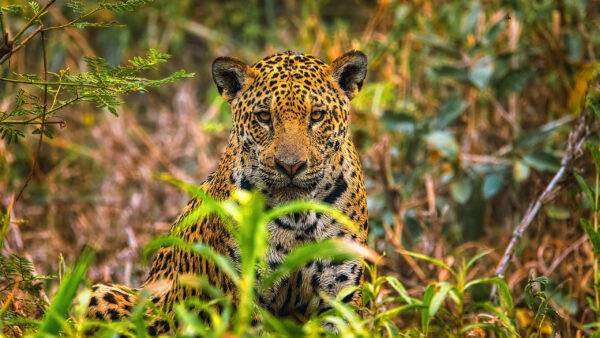 Wallpaper Blur, Grass, With, Stare, Green, Background, Look, Jaguar, Standing