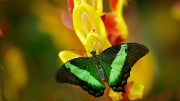 Wallpaper Flower, Butterfly, Yellow, Green, Black