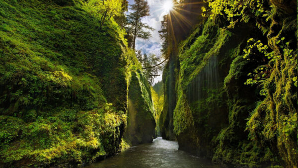 Wallpaper Sunbeam, River, Plants, Between, Algae, With, Green, Mountains, Nature, Covered