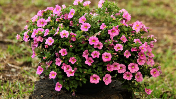 Wallpaper Trunk, Bouquet, Pink, Spring, Tree, Flowers, Petunia