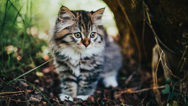 Wallpaper Kitten, White, Brown, Black, Yellow, Eyes, Blur, Cat, Standing, Background