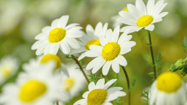 Wallpaper Background, Blur, White, Daisy, Flowers, Beautiful