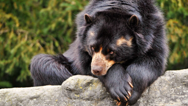 Wallpaper Sitting, Sad, Looking, Bear, Down, Lonely