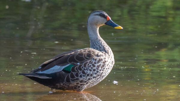 Wallpaper With, Spot-billed, Bird, Floating, Duck, Colorful, Birds, Water, Indian, Beak