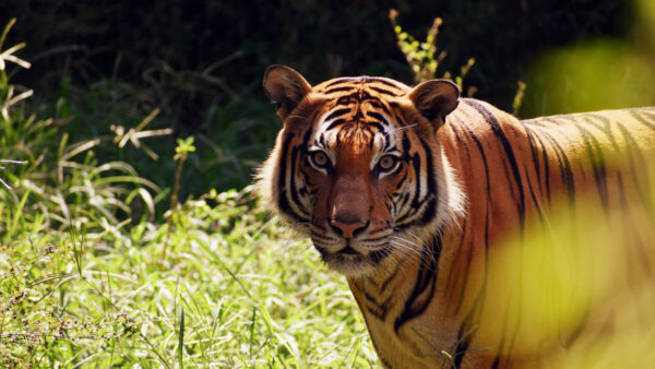 Wallpaper Stare, Standing, Tiger, Grass, With, Green, Look, Background, Bushes