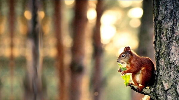 Wallpaper Squirrel, With, Blur, Cute, Green, Tree, Leaf, Trunk, White, Sitting, Background, Bokeh, Brown