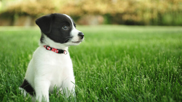Wallpaper Dog, Blur, Green, Black, Puppy, Bokeh, Background, Grass, Neck, White, Belt, With