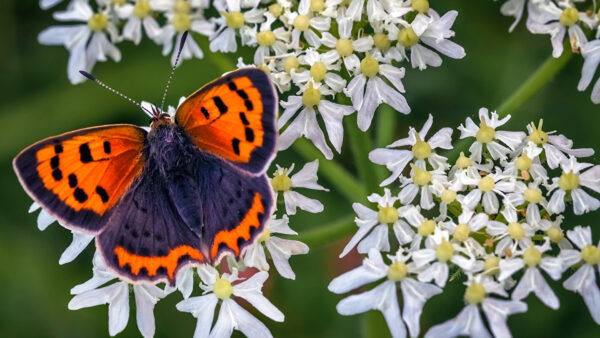 Wallpaper White, Butterfly, Green, Background, Flower, Orange, Black