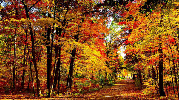 Wallpaper Yellow, Trees, Fall, Green, Autumn, Nature, Background, Forest, Red