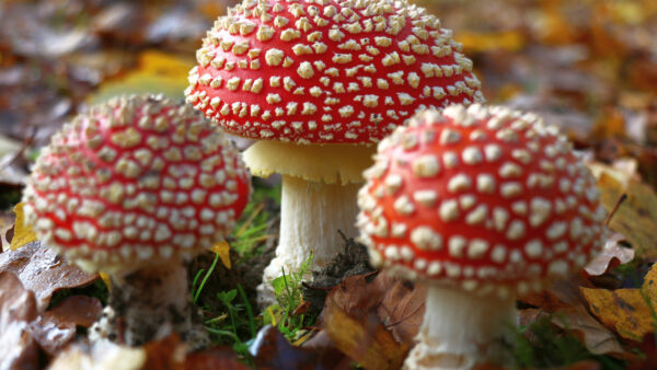 Wallpaper Nature, Background, Closeup, Blur, Mushrooms, View, Red