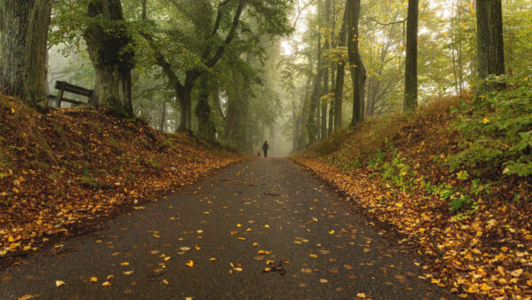 Wallpaper Autumn, With, Trees, Forest, Fog, Between, Green, Road, Fallen, Leaves