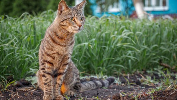 Wallpaper Sitting, Background, Black, Grass, Cat, Brown, Green, Sand