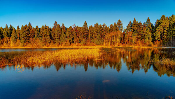 Wallpaper Trees, Under, Reflection, Blue, Landscape, Sky, Orange, Grass, View, Forest, Green, Autumn, Lake