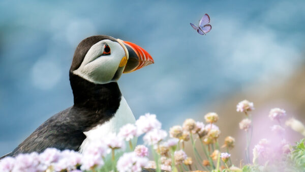 Wallpaper Blur, Background, Blue, Birds, White, Black, Bird, Puffin, Standing