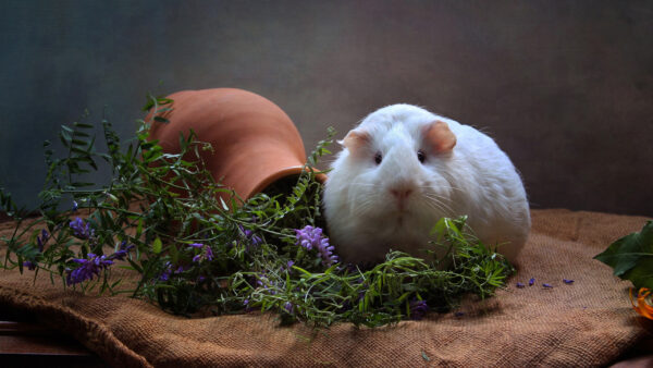 Wallpaper Animal, Funny, Expression, White, Guinea, Pig, Face