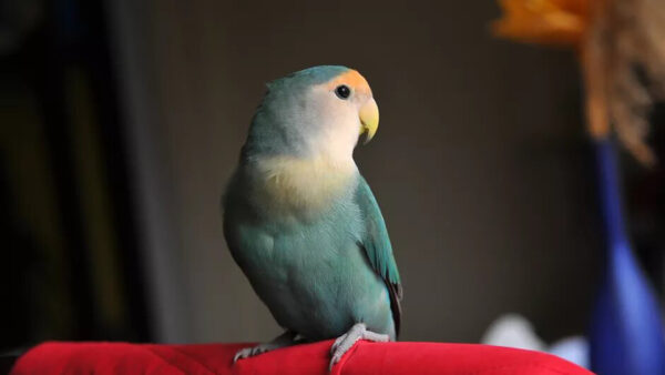 Wallpaper Background, Cloth, Bird, Standing, Birds, Dark, Parrot, Colorful, Red