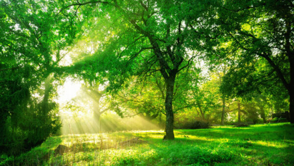 Wallpaper Plants, Daytime, Trees, Sunlight, Nature, Beautiful, Grass, Bushes, Field, Green