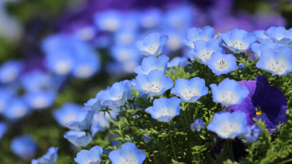 Wallpaper Blur, Leaves, Flowers, Background, Blue, Petals, Pansy, Green, Plants