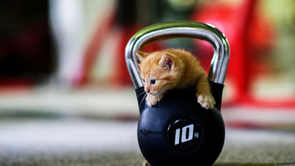 Wallpaper Blur, Cat, Kitten, Background, Funny, Dumbbell, Weightlifting