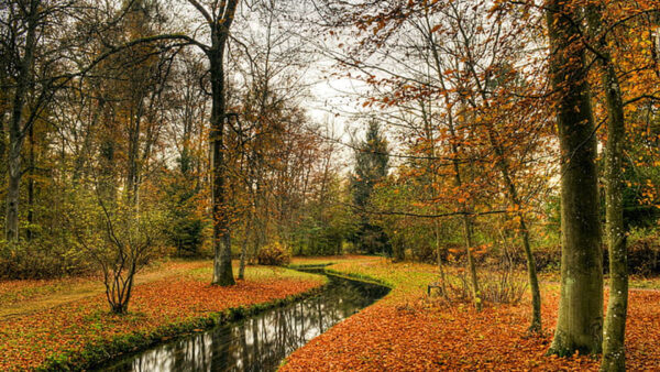 Wallpaper Leaves, Daytime, During, River, Trees, Park, Dry, Autumn