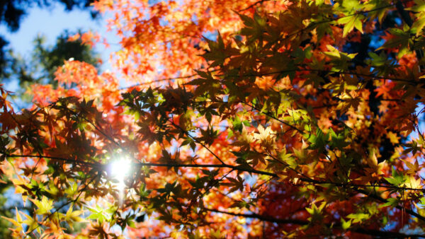 Wallpaper Sunlight, Clear, With, Tree, Under, Nature, Sky, Branches, Blue, Maple, Leaves