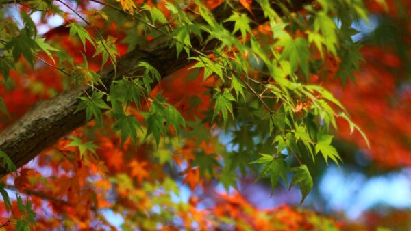 Wallpaper Nature, Maple, Green, Red, Background, Tree, Branches, Bokeh, Blur, Leaves, Desktop