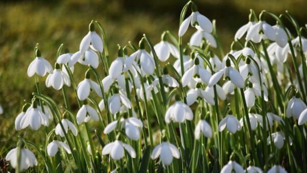 Wallpaper Snowdrops, White, Leaves, Blur, Petals, Flowers, Background, Green