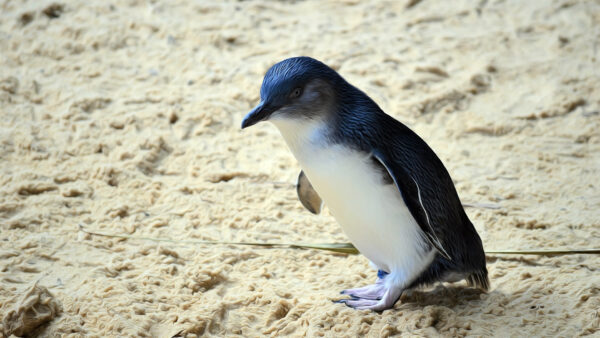 Wallpaper Sand, Beach, Penguin, Standing