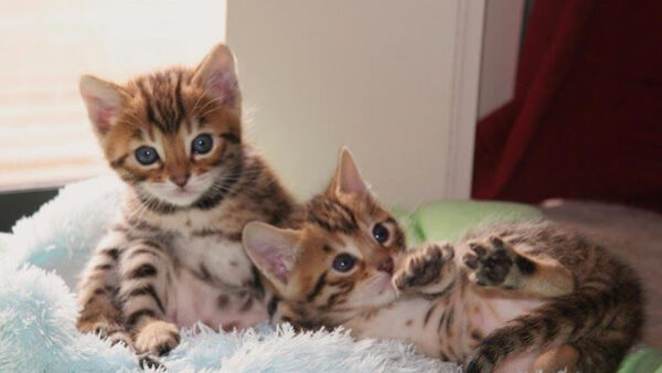 Wallpaper Kittens, Eyes, Funny, Brown, Fur, Cloth, Blue, Cat, Black